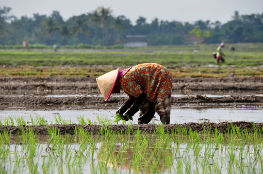 Indonesien - Rice