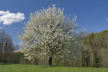 Fototapeta premium Blühender Kirschbaum