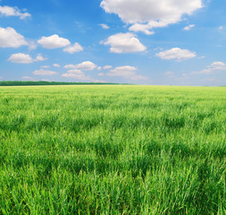Obraz na płótnie Canvas green grass and blue sky