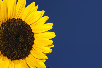 Fototapeta premium Sonnenblume