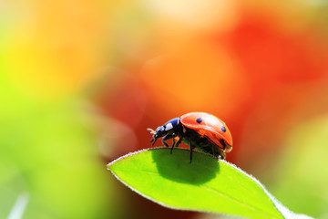 ladybird