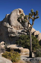 Joshua Tree National Park, California, USA