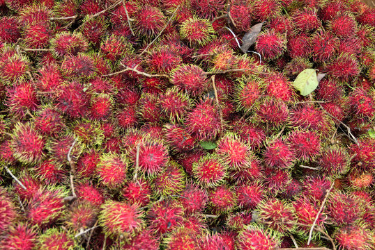 asiatische Fr&uuml;chte - Rambutan