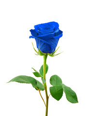 Naklejka premium Niebieska róża