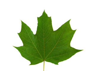 Maple leaf