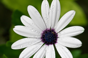 flower with water drops