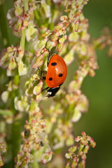 ladybug