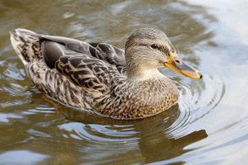 duck
