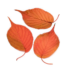 autumn leaves on the isolated white background
