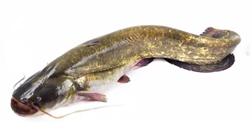 Fotobehang Bullhead fish © Fyle