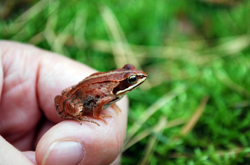 macro of a little  grass frog sitting on a hand