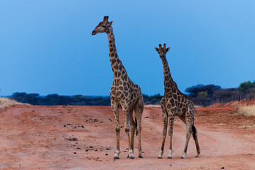 Giraffen auf Landebahn im afrikanischen Busch