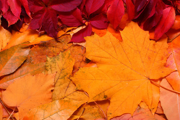 Naklejka na ściany i meble Autumn leaves horisontal