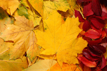 Naklejka na ściany i meble Autumn leaves Vertical