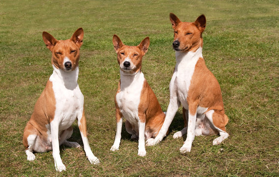 Family of dogs sitting together