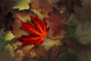 Autumn background