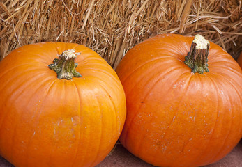 Two large pumpkins for Thanksgiving