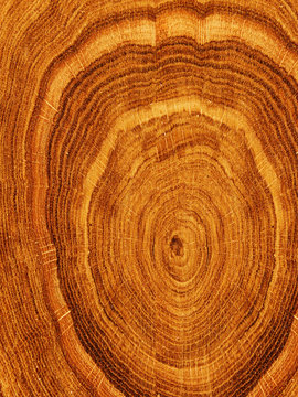 Cut  tree  oak