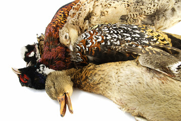 Hunted birds