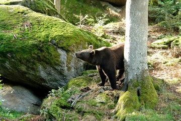 Braunbär