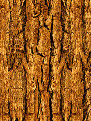 Bark  tree