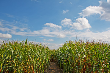 Obraz premium Path through a corn field with blue sky, white clouds