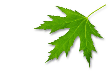 green leaf of maple isolated on a white