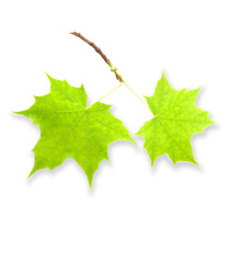 green leaves isolated