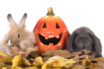 two rabbit and a halloween pumpkins