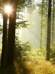 Sunlight falls into the misty woods in the springtime