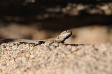 Lizard In Joshua Tree National Park, California, USA