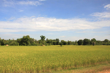 Fototapeta premium cambodge,riziéres