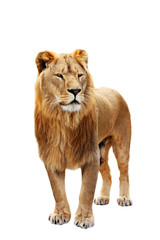 Big lion stands