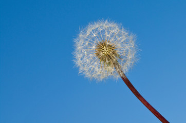 Obraz premium Pusteblume