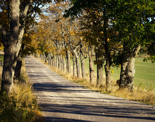 Country road