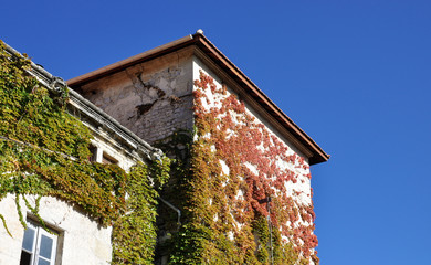 Mur recouvert par du lierre