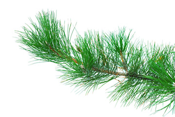 branches of fir-tree