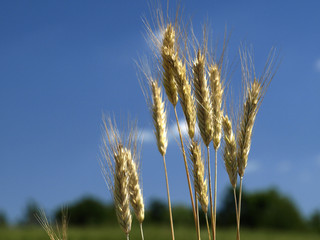 The Crop / Plon © Pawel