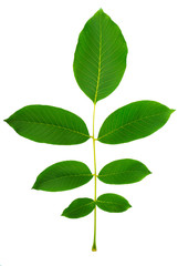 Fototapeta na wymiar leaf of walnut