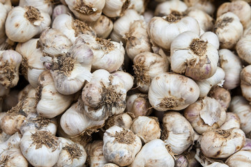Garlic