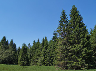 Fototapeta na wymiar Schwarzwaldtannen
