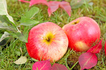 Äpfel im Gras