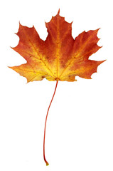 Fire Red Maple Leaf