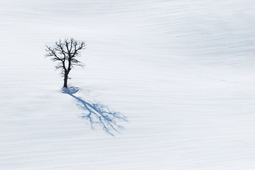 Fototapeta na wymiar Drzewo w towarzystwie jego cień
