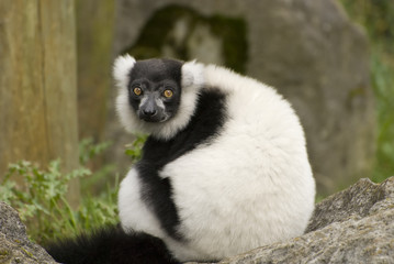 Black & White Ruffed Lemur - obrazy, fototapety, plakaty
