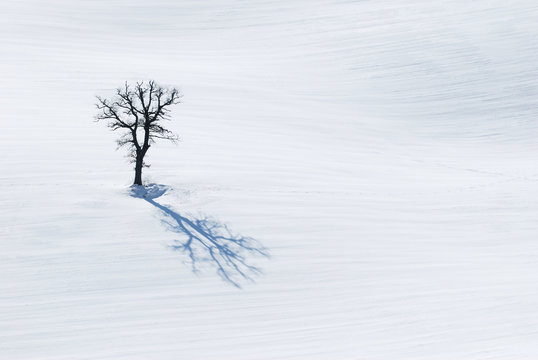 Albero in compagnia della sua ombra