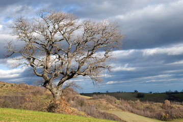 Obraz premium Quercia in inverno