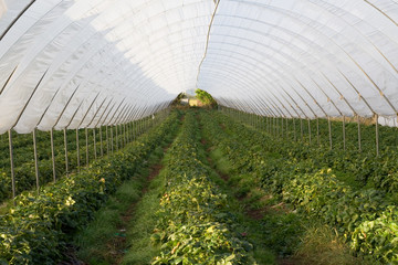 Polytunnel