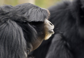 Siamang Gibbon,monkey