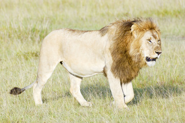 Naklejka premium African lion walking in savannah